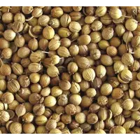 Продам семена кориандра PUEBLO